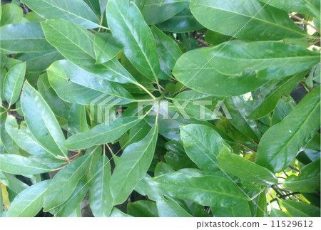 寬闊的葉子讓步葉子 寬闊的葉子讓步葉子 11529612