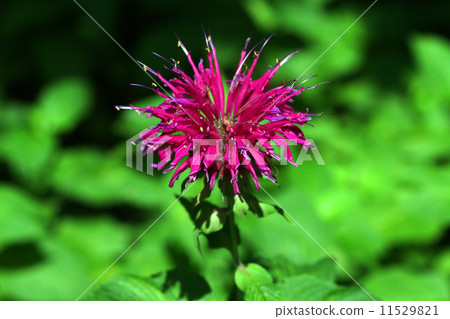 Monaruda Monaruda 11529821