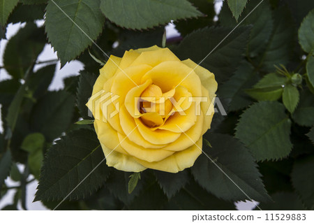 Yellow Rose 11529883