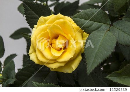 圖庫照片: yellow rose