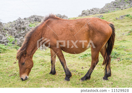 與那國馬 11529928