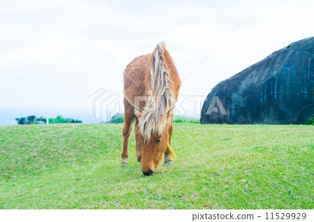 與那國馬 與那國馬 11529929