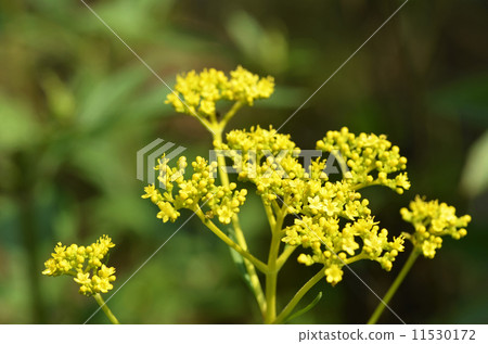Ominae(maro flower) Ominae(maro flower) 11530172