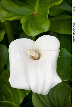 White calla flower 11530349