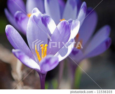 Purple crocus flowers in spring Purple crocus flowers in spring 11536103