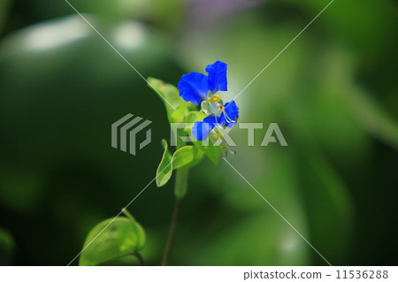 鴨蹠草 鴨蹠草 11536288
