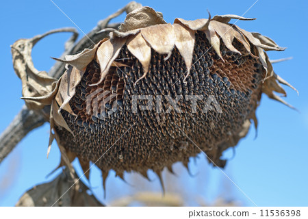 The sunflower droop 11536398