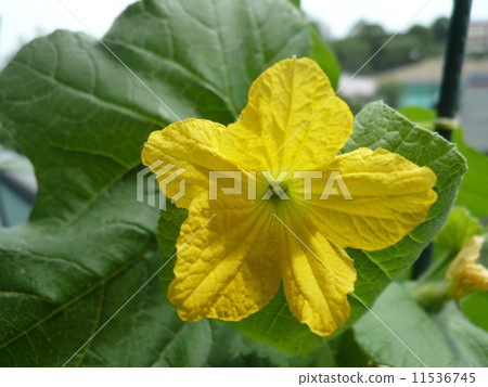 花 花 11536745