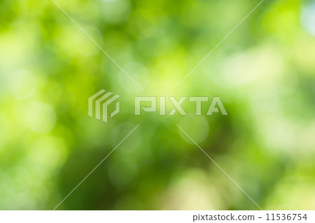 Natural bokeh 11536754