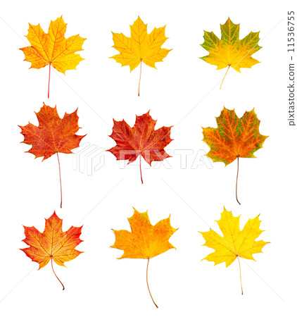 Autumn leaves set Autumn leaves set 11536755