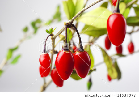 Red fruit fruit 11537078