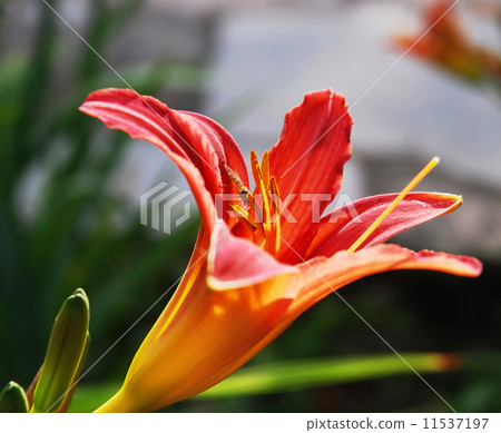 Orange lily with flying insect 11537197