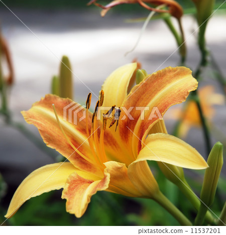 Yellow lily flower 11537201