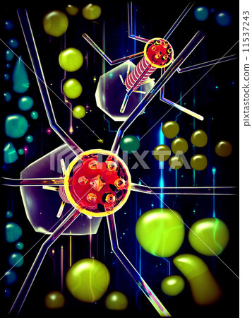 Bacteria cells  with  bacteriophage 11537243
