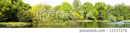 Lush forest 11537278