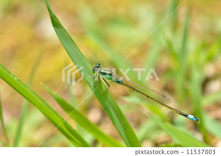 Ao montitonbo Ao montitonbo 11537803