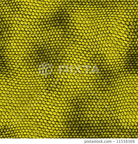 snake skin snake skin 11538308