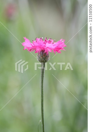 Yagurumagiku 11538500