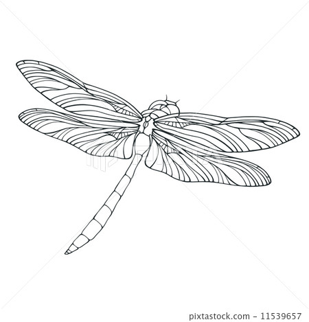 Vector outline dragonfly illustration isolated on white Vector outline dragonfly illustration isolated on white 11539657