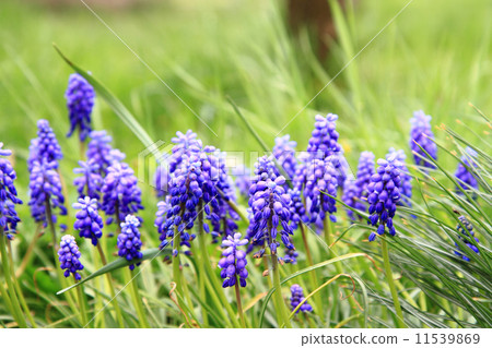 grape hyacinth flower 11539869