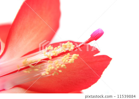 detail of cactus flower detail of cactus flower 11539884