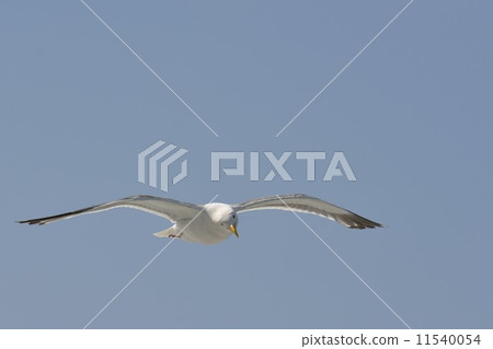 Seagull _ 7 Seagull _ 7 11540054