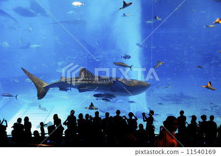 Churaumi Aquarium 11540169