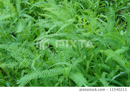 Clara's young leaves Clara's young leaves 11540211