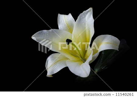 white lily flower on black background Clipping path included white lily flower on black background Clipping path included 11540261