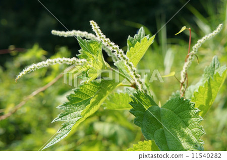 Yabumao花 Yabumao花 11540282