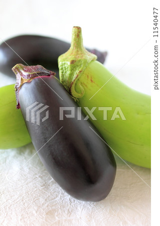 白葉和紫色味噌白背 11540477