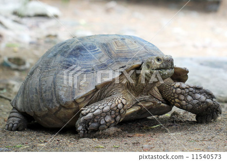 turtle turtle 11540573