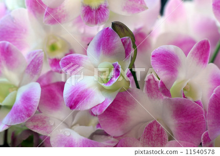 orchid flower 11540578
