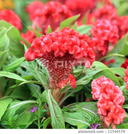 plumed cockscomb 11540579