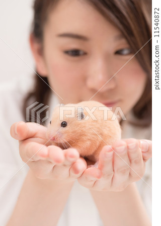 Hand riding hamster 11540872