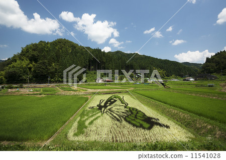 Rice field art 11541028