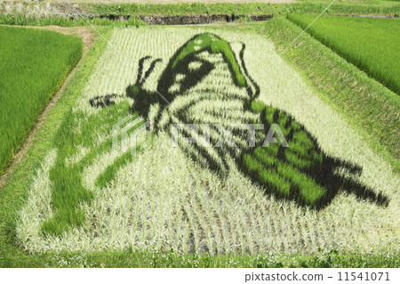 Rice field art Rice field art 11541071