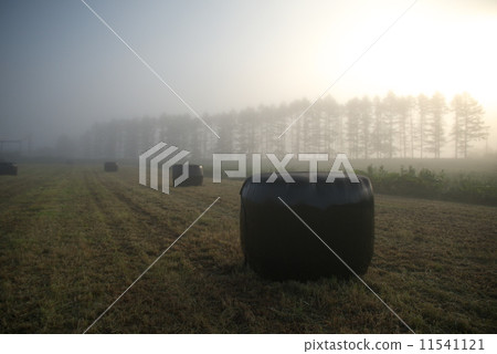 Morning mist pasture roll Morning mist pasture roll 11541121
