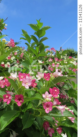 函館的函館Hutsugi 11541126