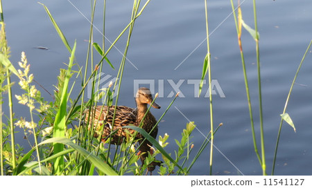 大沼湖的野鴨 11541127