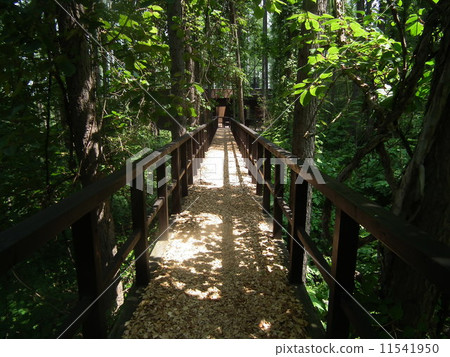 Soft wooden bridge 11541950
