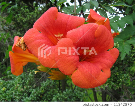 A lot of trumpet-like flowers bloom on the drooping branches A lot of trumpet-like flowers bloom on the drooping branches 11542870