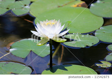 Water lily Water lily 11542873