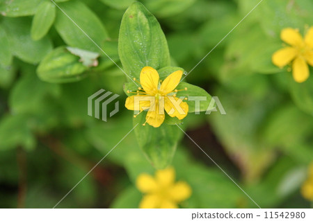 Alpine plant 11542980