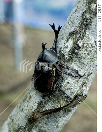 Horned insects, black beetle 11542987