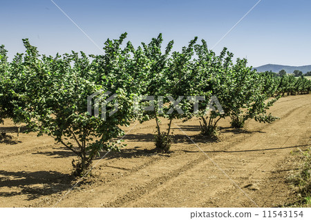 Hazel tree plantation 11543154