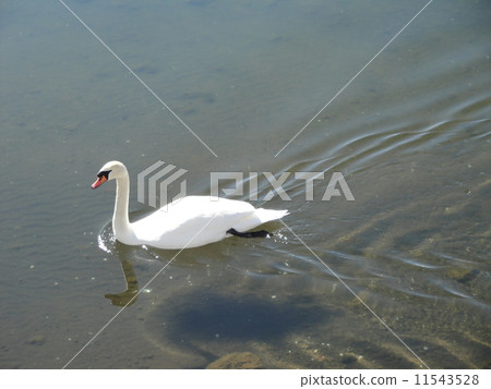 天鵝 天鵝 11543528