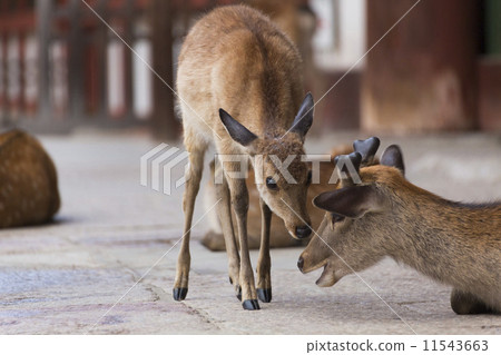 Todaiji Temple and Koka Todaiji Temple and Koka 11543663