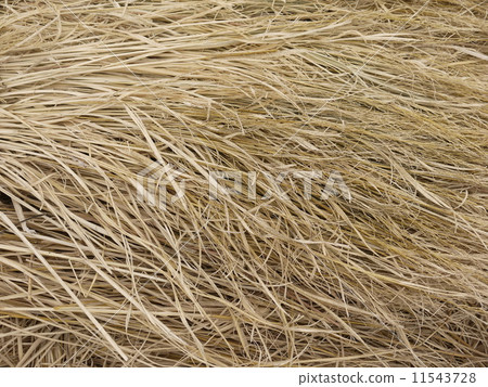稻草 稻草 11543728
