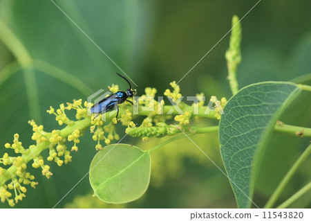 Living thing insects Ruriuchouwanji, small bee but shiny deep blue is beautiful. As larvae eat azalea leaves, they seem to be hated considerably. Living thing insects Ruriuchouwanji, small bee but shiny deep blue is beautiful. As larvae eat azalea leaves, they seem to be hated considerably. 11543820